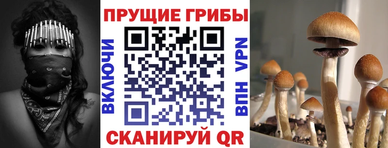 Галлюциногенные грибы Cubensis  ссылка на мегу как войти  Бокситогорск 